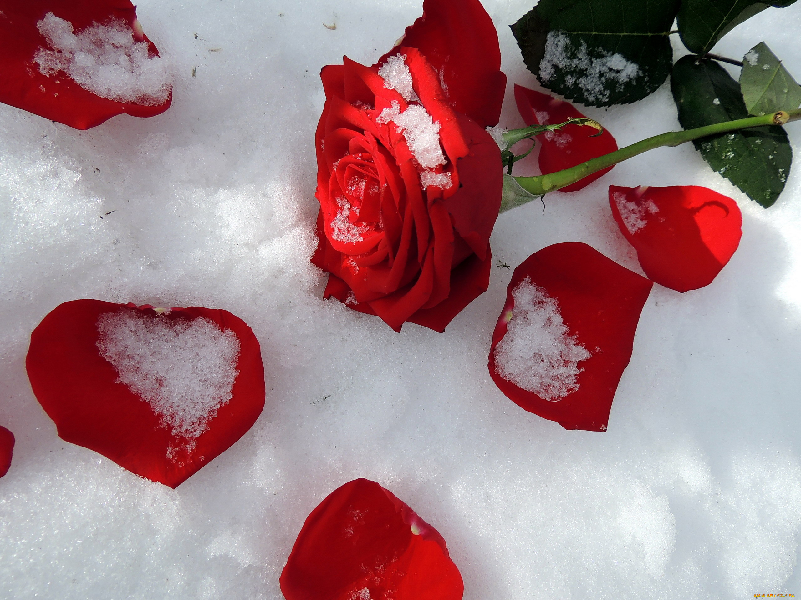 Розы снег красиво. Розы на снегу. Красные цветы на снегу. Розы зимой. Букет роз на снегу.